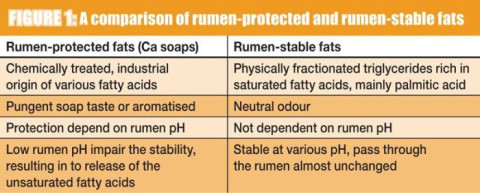 Providing the correct nutrition is essential for today's high-yielding dairy cows.