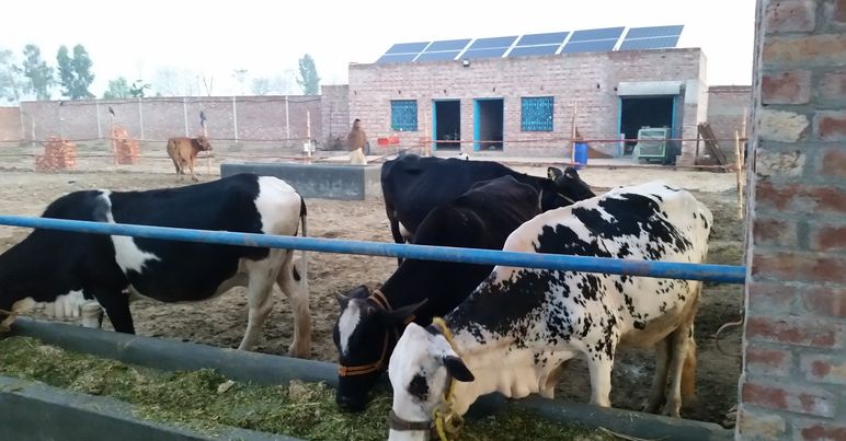 Feed Challenges - Dairy Farmers Pakistan