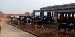 Cows 2023-01-04