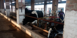 Cows 2023-01-04